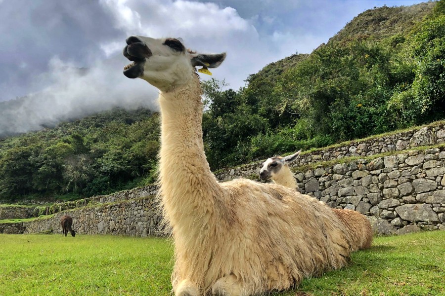 2-Day Short Inca Trail Adventure